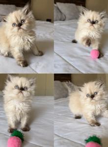 SNOW - Persian Kitten For Sale - FL&comma; US