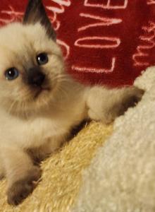 Siamese Female 2 - Siamese Kitten For Sale - Willington&comma; CT&comma; US