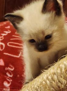 Siamese Female 2 - Siamese Kitten For Sale - Willington&comma; CT&comma; US