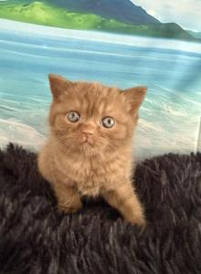 Bella Scottish Fold Cinnamon female - Scottish Fold Kitten For Sale - Odessa&comma; FL&comma; US