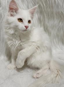 Axl - Maine Coon Kitten For Sale - Warsaw&comma; MO&comma; US