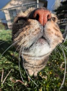 Snickers - Domestic Cat For Adoption - Laramie&comma; WY&comma; US