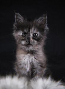 LJ - Maine Coon Kitten For Sale - Braham&comma; MN&comma; US