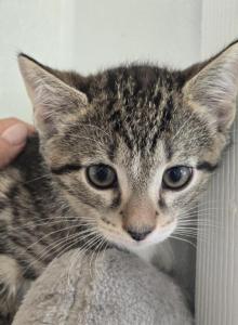 Tiger Kitty Boy - Domestic Kitten For Sale - Westfield&comma; MA&comma; US