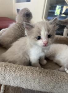 Mochi - Ragdoll Kitten For Sale - Coolidge&comma; AZ&comma; US