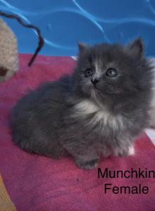 Matys spring litter - Munchkin Kitten For Sale - Iron River&comma; MI&comma; US