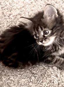 Gee - Maine Coon Kitten For Adoption - Derby&comma; KS&comma; US