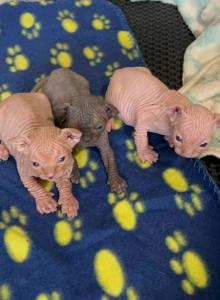Sphynx - Sphynx Kitten For Sale - NC&comma; US