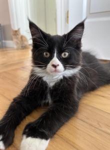 Male polydactyl - Maine Coon Kitten For Sale - Waterford&comma; ME&comma; US
