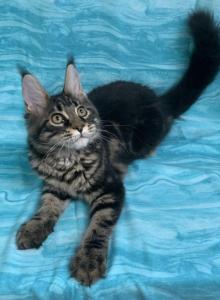 Jetta - Maine Coon Kitten For Sale - Waterloo&comma; IN&comma; US