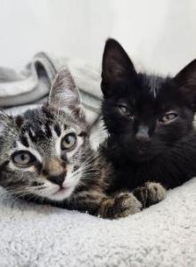 Stripes and Solids - Domestic Kitten For Sale - Los Angeles&comma; CA&comma; US