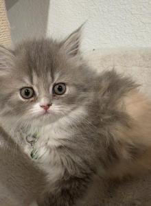 Persian purebred litter 5 - Persian Kitten For Sale - Las Vegas&comma; NV&comma; US