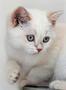 Lansle - British Shorthair Kitten For Sale - Brooklyn&comma; NY&comma; US