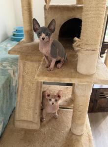 Sphynx kittens - Sphynx Kitten For Sale - Inman&comma; SC&comma; US