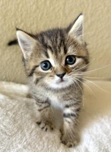Simba - Scottish Straight Kitten For Sale - Rocklin&comma; CA&comma; US