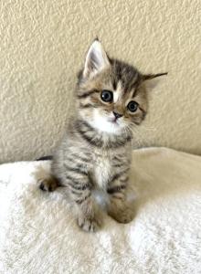 Simba - Scottish Straight Kitten For Sale - Rocklin&comma; CA&comma; US