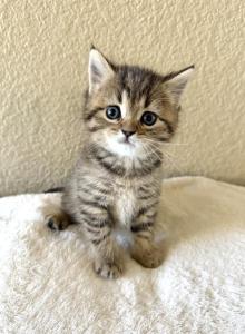 Simba - Scottish Straight Kitten For Sale - Rocklin, CA, US Simba - Scottish Straight Kitten For Sale - Rocklin, CA, US