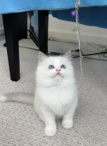 Blue - Ragdoll Kitten For Sale - Murrieta&comma; CA&comma; US