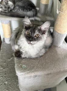 Hope silver smoke - Maine Coon Kitten For Sale - St&period; Louis&comma; MO&comma; US