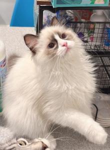Rocky - Ragdoll Kitten For Sale - Queens&comma; NY&comma; US
