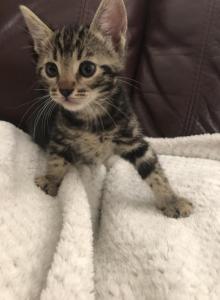 Luna - Bengal Kitten For Sale - GA&comma; US