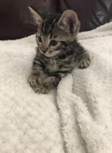 Luna - Bengal Kitten For Sale - GA, US Luna - Bengal Kitten For Sale - GA, US