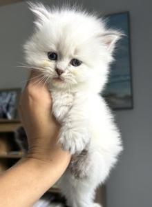 LIBRA - Siberian Kitten For Sale - Bonita Springs&comma; FL&comma; US