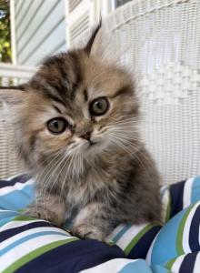RubyRed - Persian Kitten For Sale - Cayce&comma; SC&comma; US
