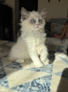 Summer Ragdoll Kittens Litter Ad - Ragdoll Kitten For Sale - Front Royal&comma; VA&comma; US