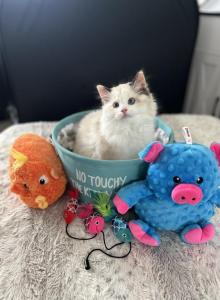 Lucy - Ragdoll Kitten For Sale - Kearneysville&comma; WV&comma; US