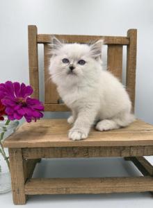 Blue Girl - Ragdoll Kitten For Sale - Springfield&comma; MO&comma; US