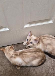 Cream puff - Bengal Kitten For Adoption - Woodinville, WA, US Cream puff - Bengal Kitten For Adoption - Woodinville, WA, US