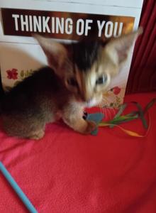 Ruddy Dancing Junebug - Abyssinian Kitten For Sale - Plymouth&comma; WI&comma; US