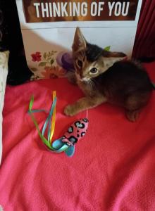 Ruddy Dancing Junebug - Abyssinian Kitten For Sale - Plymouth, WI, US Ruddy Dancing Junebug - Abyssinian Kitten For Sale - Plymouth, WI, US
