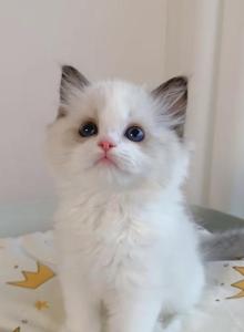 Phoenix - Ragdoll Kitten For Sale - Monrovia, CA, US Phoenix - Ragdoll Kitten For Sale - Monrovia, CA, US