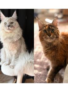 Snowfall Luxlines Akiras Element litter - Maine Coon Kitten For Sale - Ambridge, PA, US Snowfall Luxlines Akiras Element litter - Maine Coon Kitten For Sale - Ambridge, PA, US