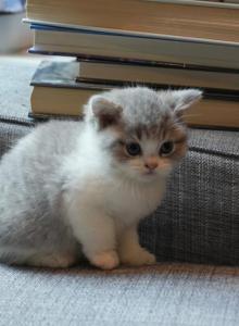 Claud Blue Golden Shaded and White BiColour - British Shorthair Kitten For Sale - Basking Ridge&comma; NJ&comma; US
