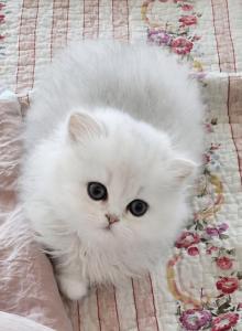 Gracy's Persian Litter 1 - Persian Kitten For Sale - Dayton, TX, US Gracy's Persian Litter 1 - Persian Kitten For Sale - Dayton, TX, US