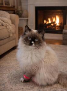 Coastal Starks Cattery - Ragdoll Kitten For Sale - Stapleton, AL, US Coastal Starks Cattery - Ragdoll Kitten For Sale - Stapleton, AL, US