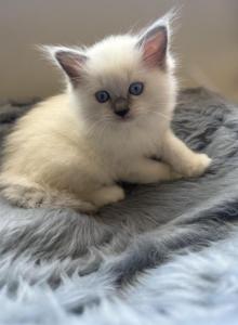Arthur - Ragdoll Kitten For Sale - Laurel, MD, US Arthur - Ragdoll Kitten For Sale - Laurel, MD, US