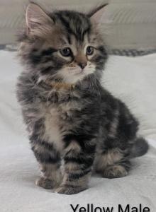 Siberian Kittens Gerty and Jonsey had  kittens - Siberian Kitten For Sale - Milan&comma; MI&comma; US