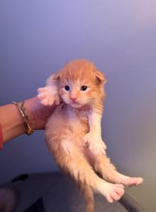 Star seed litter - Maine Coon Kitten For Sale - Burlington, WI, US Star seed litter - Maine Coon Kitten For Sale - Burlington, WI, US
