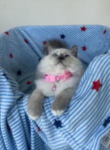 Lemon - Ragdoll Kitten For Sale - Mt Morris, IL, US Lemon - Ragdoll Kitten For Sale - Mt Morris, IL, US