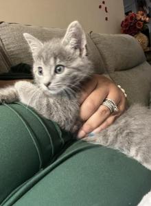 Beautiful Kittens - American Shorthair Kitten For Sale - Silver Spring, MD, US Beautiful Kittens - American Shorthair Kitten For Sale - Silver Spring, MD, US
