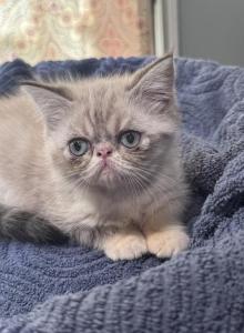 Spice - Exotic Kitten For Sale - Central, SC, US Spice - Exotic Kitten For Sale - Central, SC, US