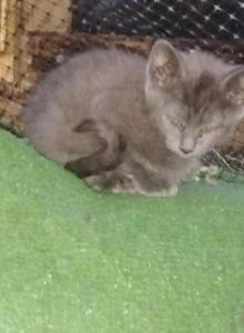 Ready to have your own very own Maine coon hybrid - Maine Coon Kitten For Sale - Shelton, WA, US Ready to have your own very own Maine coon hybrid - Maine Coon Kitten For Sale - Shelton, WA, US