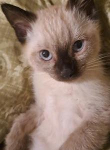 Male and Female Siamese Kittens - Siamese Kitten For Sale - High Ridge, MO, US Male and Female Siamese Kittens - Siamese Kitten For Sale - High Ridge, MO, US
