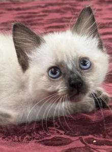 Orange boy - Siamese Kitten For Sale - Weston, FL, US Orange boy - Siamese Kitten For Sale - Weston, FL, US