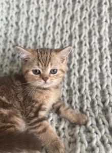 Luna - British Shorthair Kitten For Sale - Aliso Viejo, CA, US Luna - British Shorthair Kitten For Sale - Aliso Viejo, CA, US