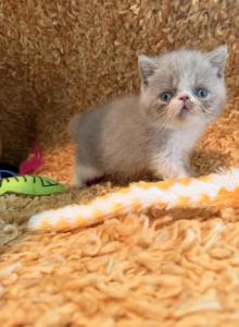 Biscuit Luna - Exotic Kitten For Sale - TN&comma; US